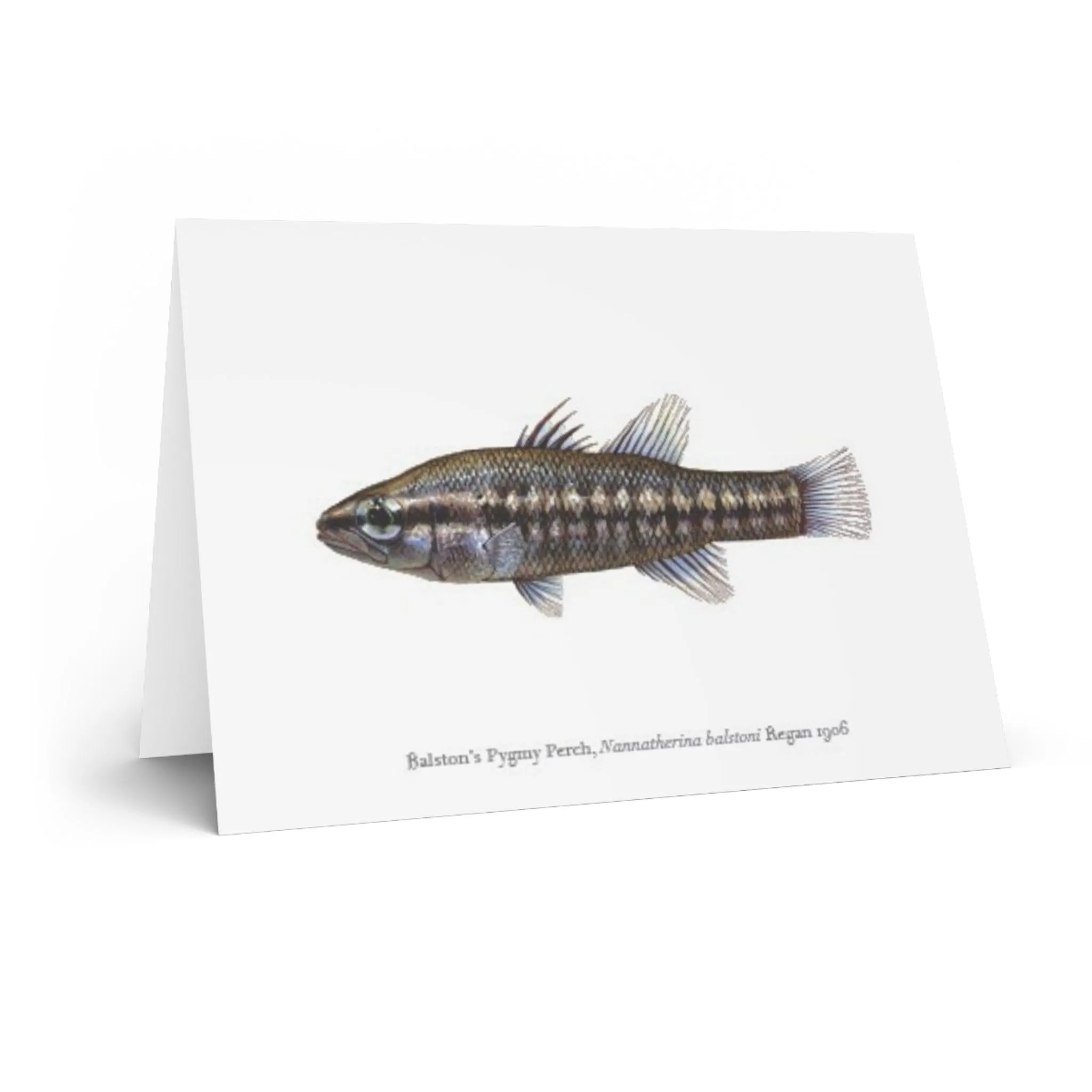 Balston's Pygmy Perch Greeting Card