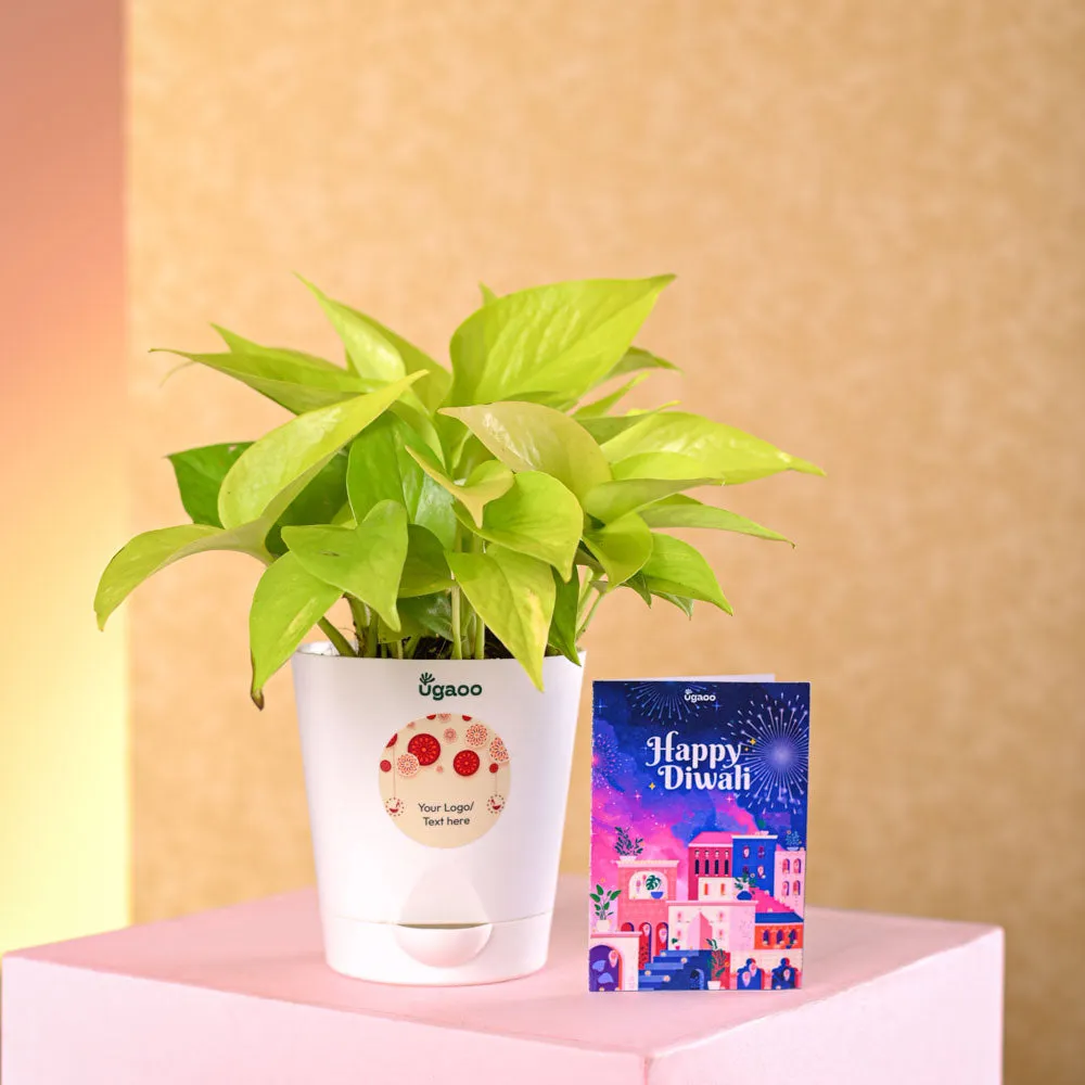 Money Plant Golden Diwali Gift