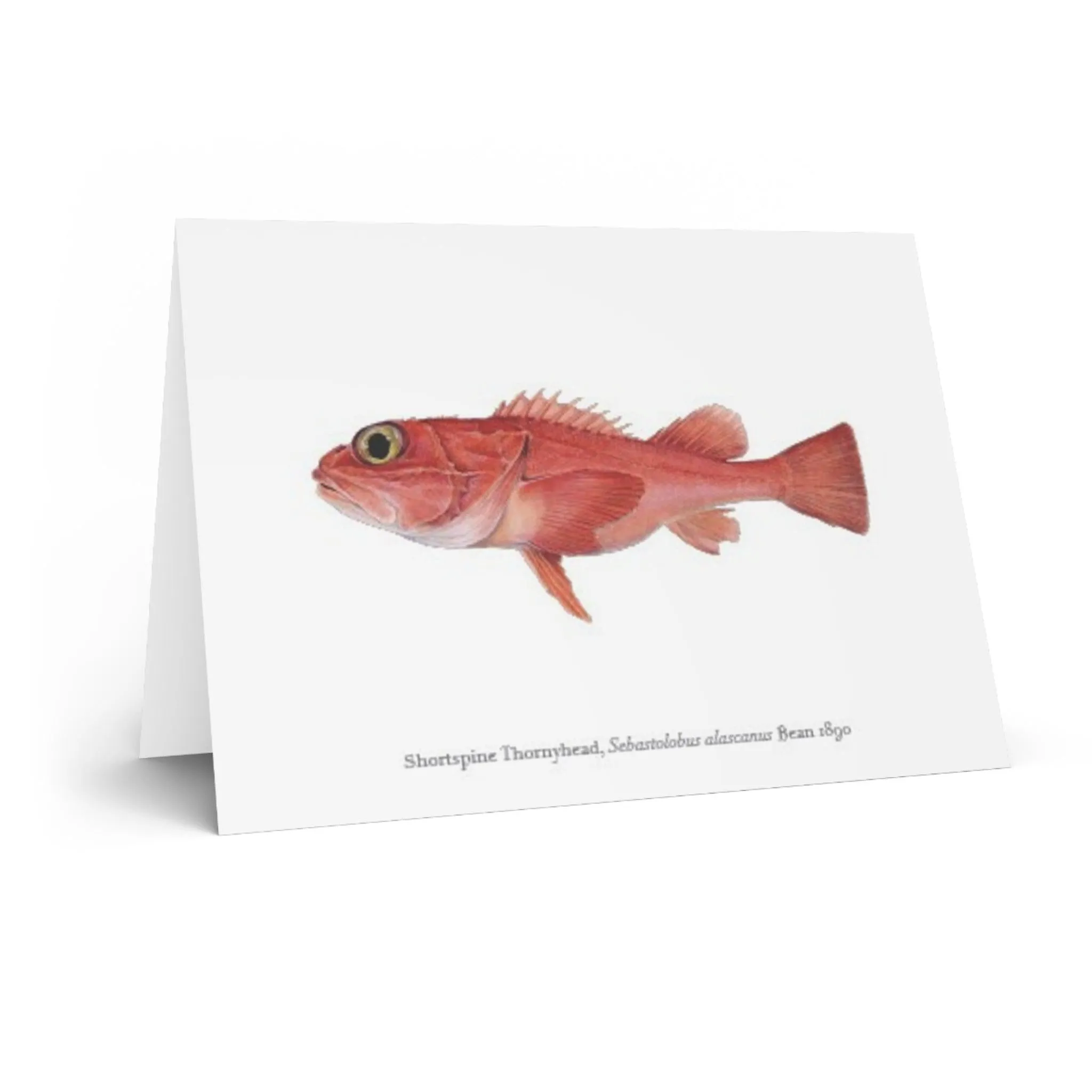 Shortspine Thornyhead Greeting Card